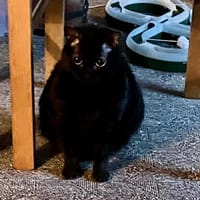 Blinde Yazz !, Katze zur Adoption