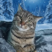 PLUIE CHA, chat à adopter