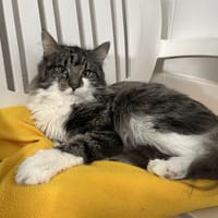 Teddy, chat à adopter