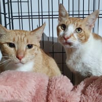 ROUKY CHA, chat à adopter