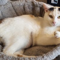 VIXY, chatte à adopter