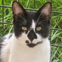 ZIRA CHA, chatte à adopter
