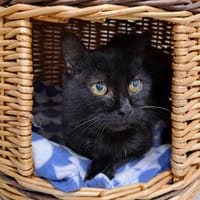 HASHTAG CHA, chat à adopter