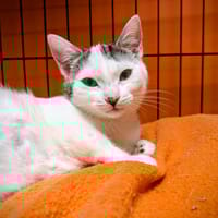 ALICE, chatte à adopter