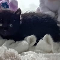 ARIA (réservée), chatte à adopter