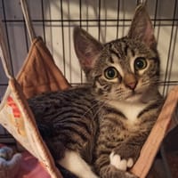 LEIA, chatte à adopter