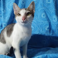 NANA CHA, chatte à adopter