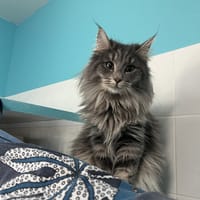 Ursule (en cours d'adoption), chatte à adopter