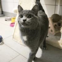 SYLVESTRE (en cour d'adoption), chat à adopter