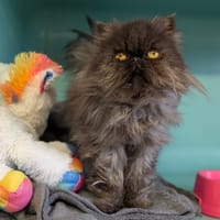 H VANA, chatte à adopter