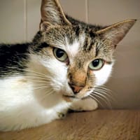 YZMA, chatte à adopter