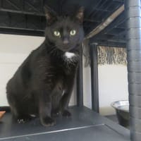 CACHOU, chat à adopter