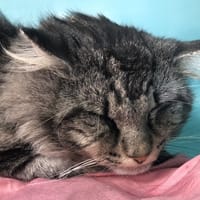 Titus, chat à adopter