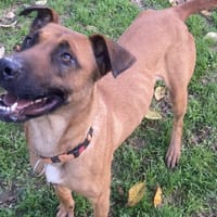 SAFI, chienne à adopter