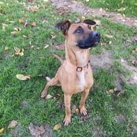 SAFI, chienne à adopter