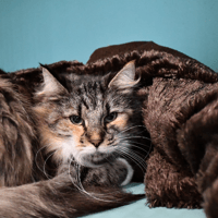 REINE, chatte à adopter