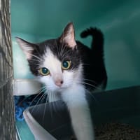 PRINCESSE, chatte à adopter