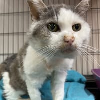 Mamie, chatte à adopter