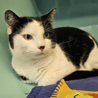 Fleur, chatte à adopter