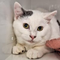 ANDY, chat à adopter