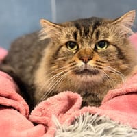 PACMAN, chat à adopter