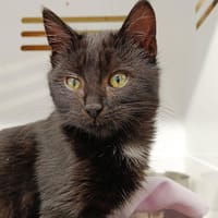 MYSTIK, chat à adopter