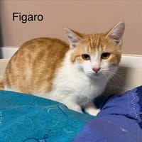 Figaro, chat à adopter