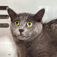 HARRY, chat à adopter