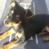 Pitch, chien à adopter