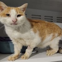 PIANO, chat à adopter