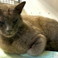 HERMES, chat à adopter