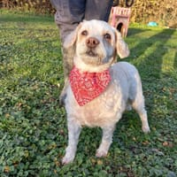 Chipie, chienne à adopter