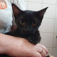 GOUTTELETTE CHA D, chatte à adopter