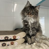 Tendresse, chatte à adopter