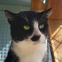 BEETLEJUICE QCT, chat à adopter