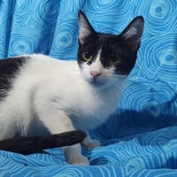 LUCY CHA, chatte à adopter