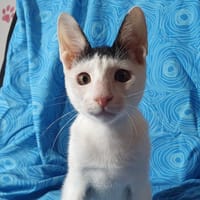 ORION CHA, chat à adopter