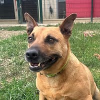 MALIE, chienne à adopter