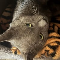 CLINT A17260, chat à adopter