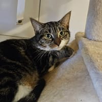 Pirouette, chat à adopter