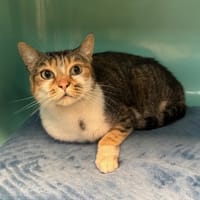 ARTEMIS, chatte à adopter