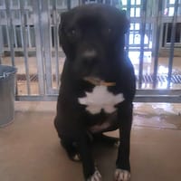 SHELBY, chienne à adopter