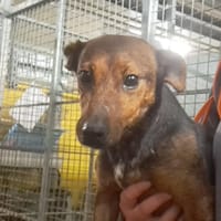 GAMME, chienne à adopter