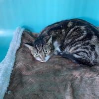 TINA, chatte à adopter