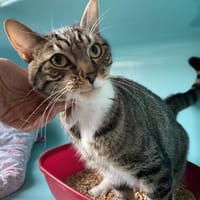 FILOU, chat à adopter