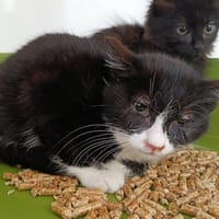 HERA CTTE, chatte à adopter