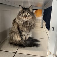 Trésor (en cours d'adoption), chatte à adopter