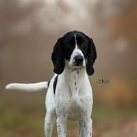 Yoshi, chienne à adopter