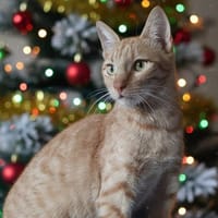 PAVAROTTI CHA, chat à adopter