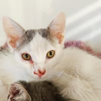 MEIJE, chatte à adopter